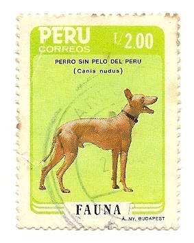 Perro sin pelo del Perú