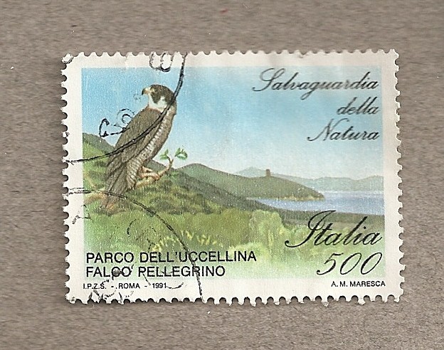 Halcón peregrino