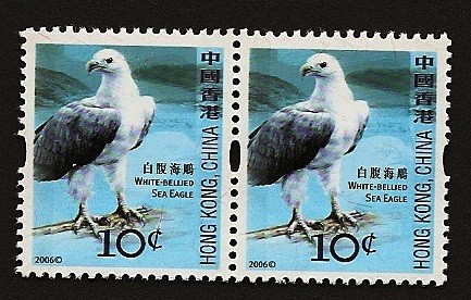 China -   Aves - Aguila marina de pecho blanco