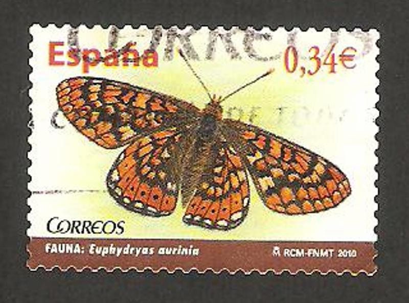 mariposa euphydryas aurinia 