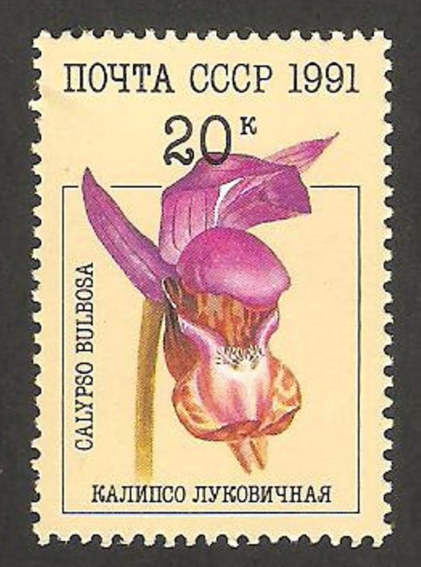 orquídea calypso bulbosa