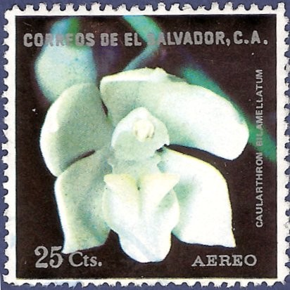 EL SALVADOR Orquídea blanca 25 aéreo