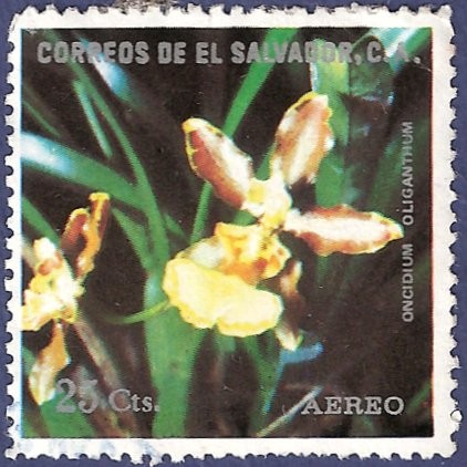 EL SALVADOR Orquídea amarilla 25 aéreo
