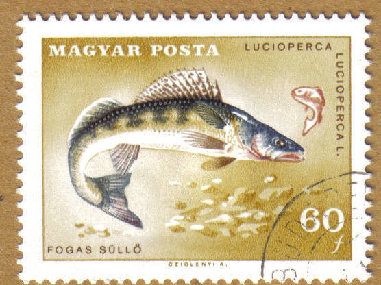 Peces, LUCIOPERCA