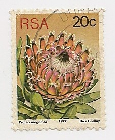 Definitives (Protea Magnifica)