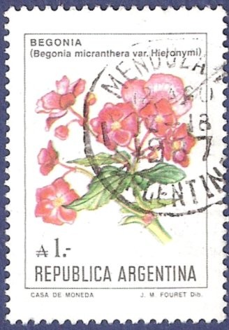ARG Begonia A1