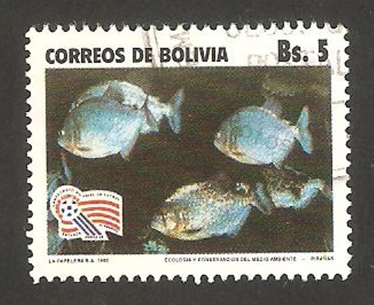 conservación del medio ambiente, fauna marina