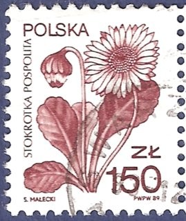 POLONIA Flor granate 150