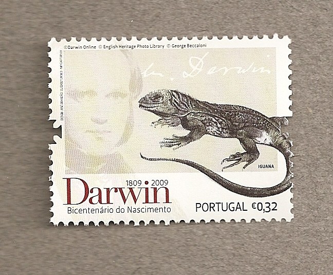 Iguana