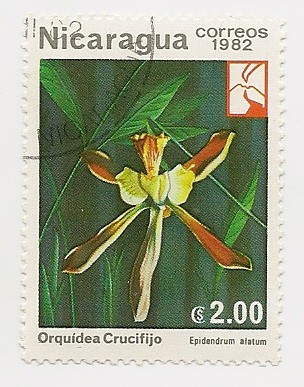 Orquídea Crucifijo