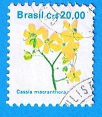 Cassia macranthera