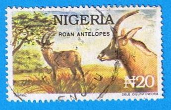 Roan Antelopes