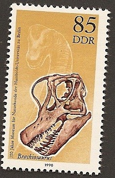 Brachiosaurus - Museo historia natural Universidad Humboldt - Berlín