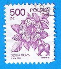 Dzica Roza