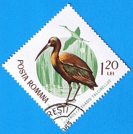 Tigans Plegasis Falcinellus