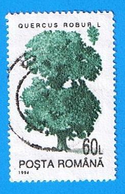 Quercus Robur L
