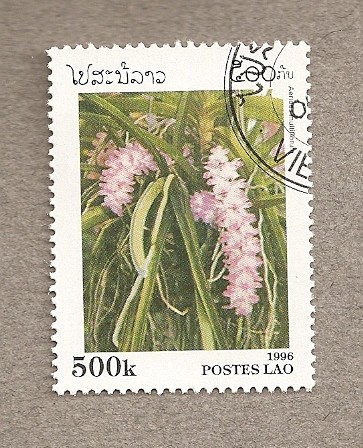 Flor Dendrobium aggregatum