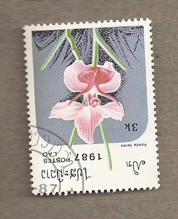 Orquidea Vanda teres