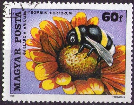 Bombus hortorum