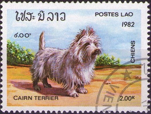 Cairn terrier