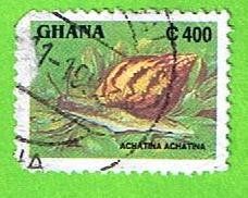 Achatina