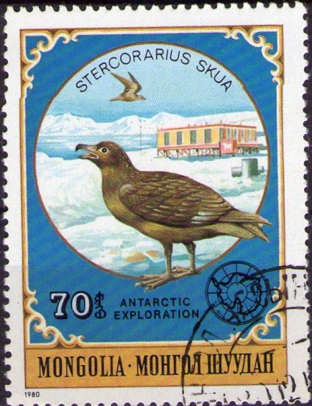 Stercorarius skua