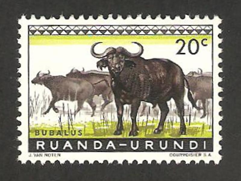 fauna, búfalos