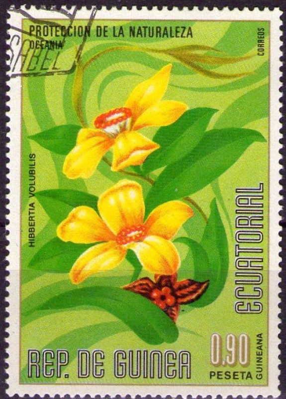 Hibbertia volubilis