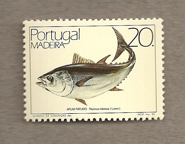 Madeira.Pez Thunnunus obesus