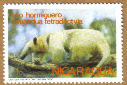 OSO HORMIGUERO