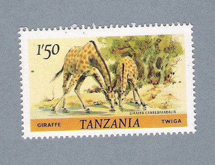 Girafas