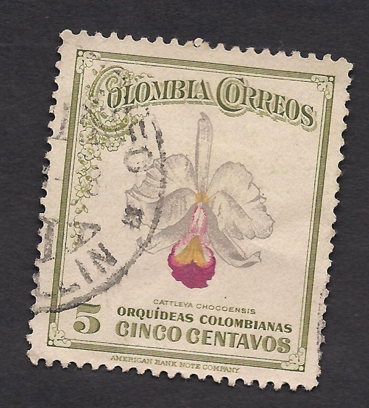 Orquídeas Colombianas:Cattleya chocoensis.