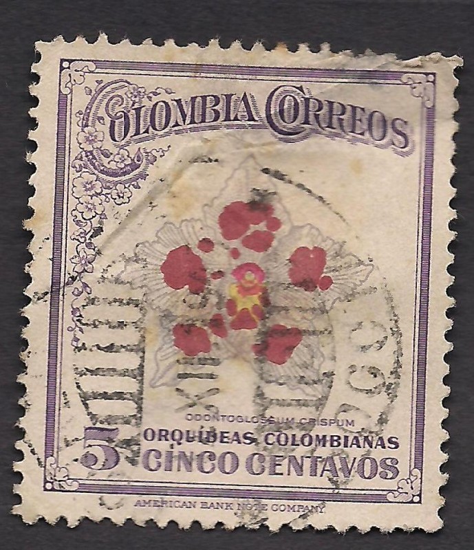 Orquídeas Colombianas:Odontoglossum crispum.