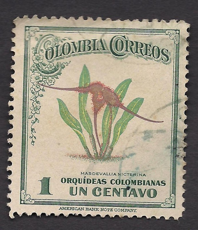 Orquídeas Colombianas: Masdevallia Nycterina.