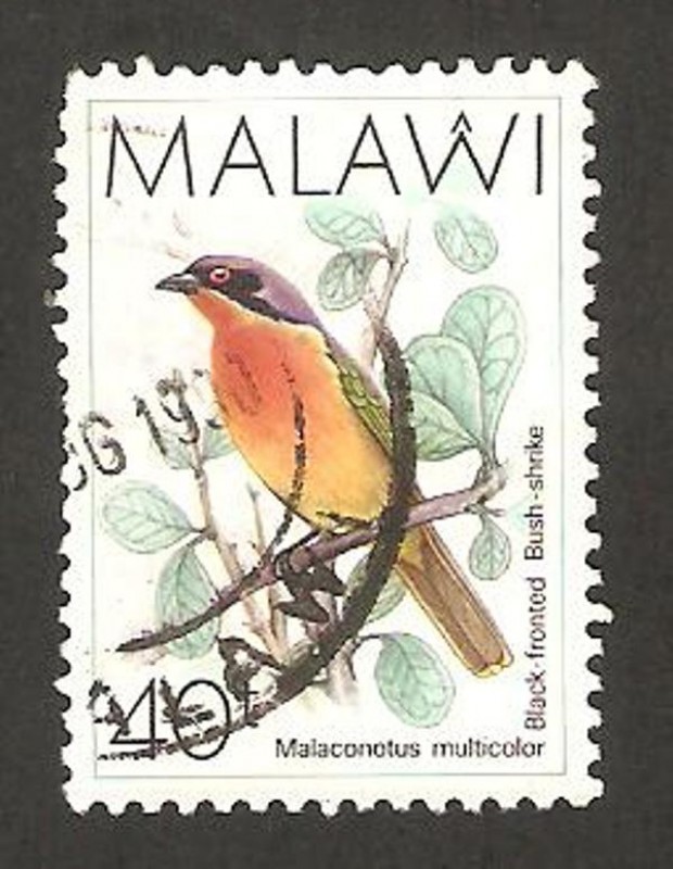 ave, malaconotus multicolor