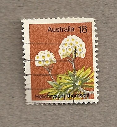 Planta Helichrysum thomsonii