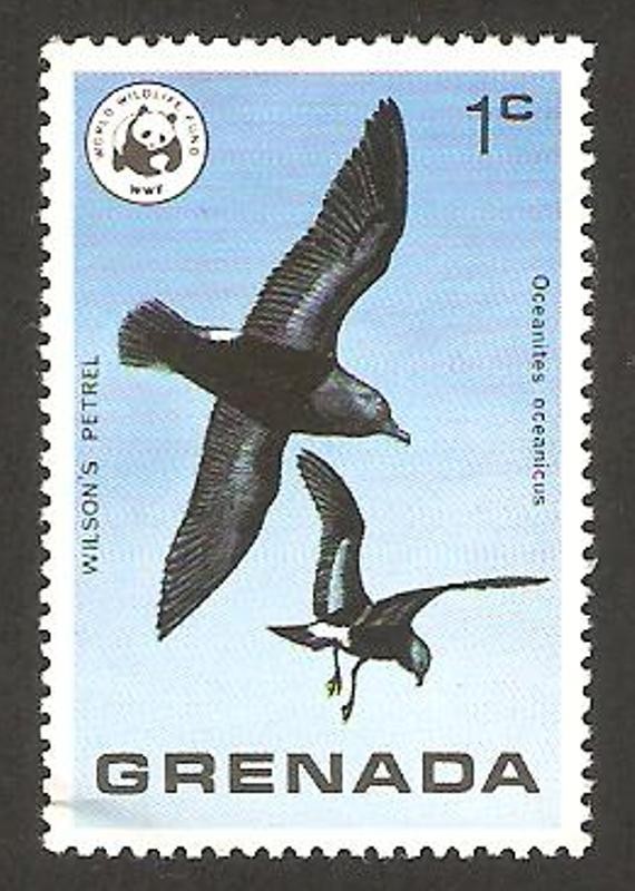 ave salvaje, petrel