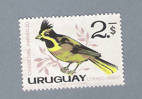 Cardenal Amarillo