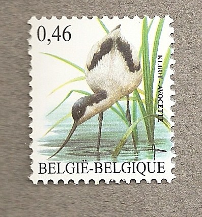 Avoceta