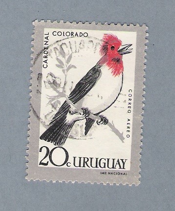 Cardenal Colorado