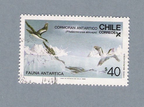 Cormoran Antartico