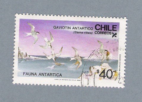 Gaviotin Antartico