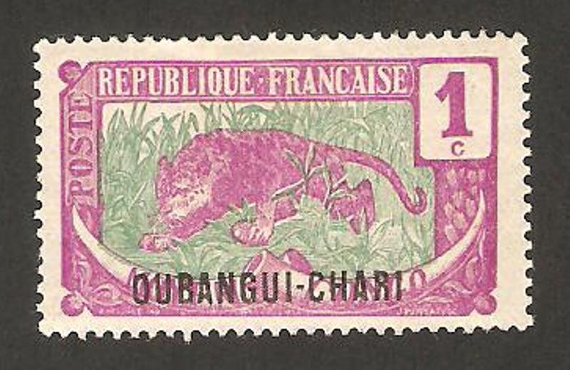 Oubangui - tigre