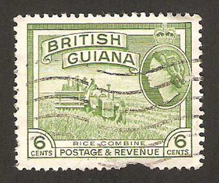 Guyana británica - recogida del arroz 