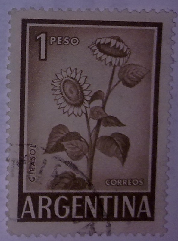 Girasol