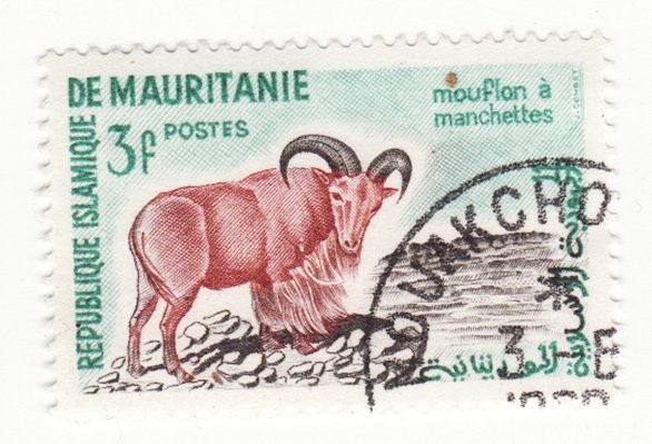 Mouflon a Manchettes