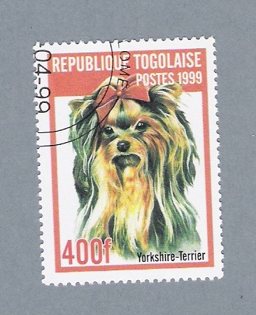 Yorkshire-  Terrier