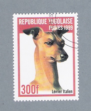 Lévrier Italien