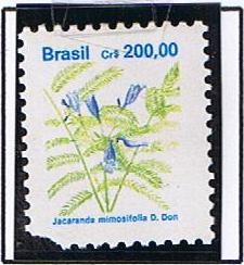 Jacaranda