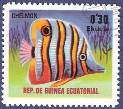 GUINEA EC Chelmon 0,30 NUEVO